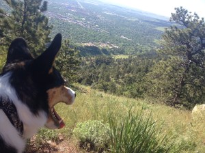 Tioga overlooking Boulder